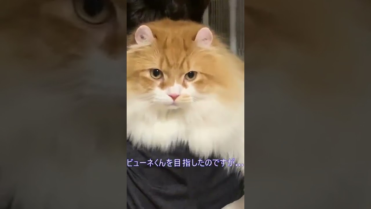 【ｱﾒﾘｶﾝｶｰﾙmocca】ｃｍのビューネくんを目指したのですが・・・  #shorts #ねこ #猫 #アメリカンカール