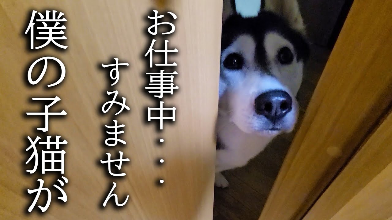 深夜にハスキー犬がクンクン騒いでるのでついて行ってみると子猫が...