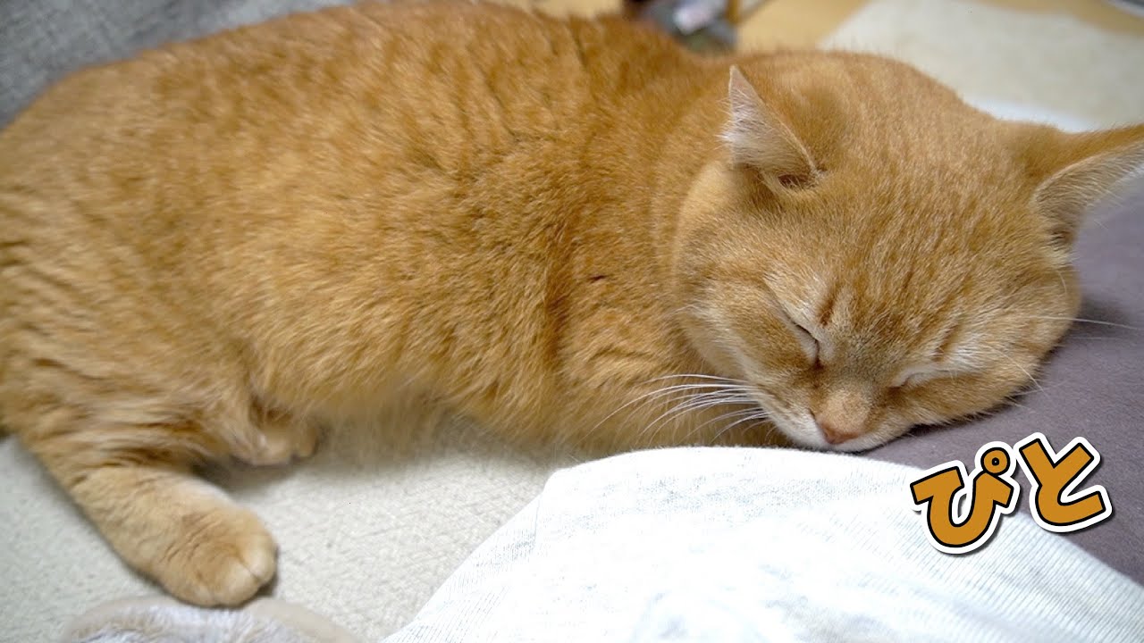 くっついて寝たい赤ちゃんみたいな甘えん坊猫が可愛い！