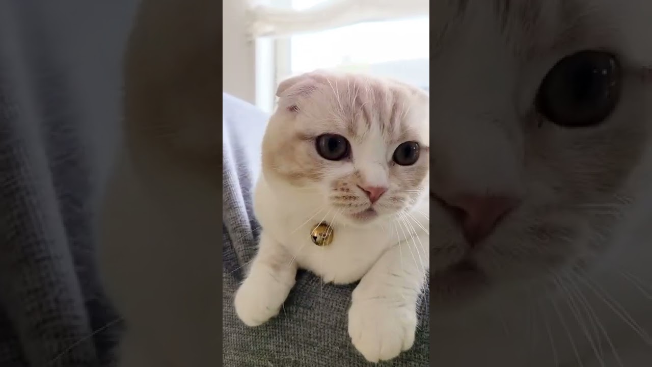 お腹が空いたとしゃべる子猫が可愛すぎる #Shorts