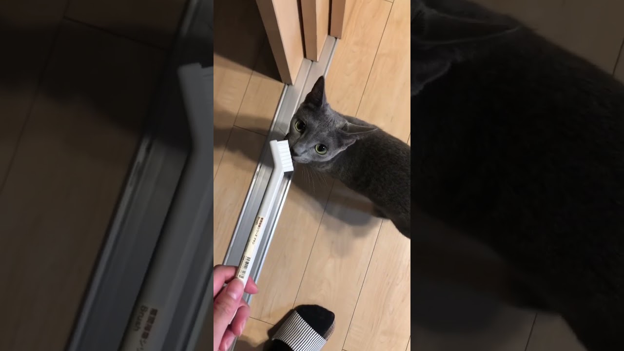 無印の隙間掃除シリーズが大好きなネコ【ロシアンブルー】#cat #russianbluecats #ロシアンブルー