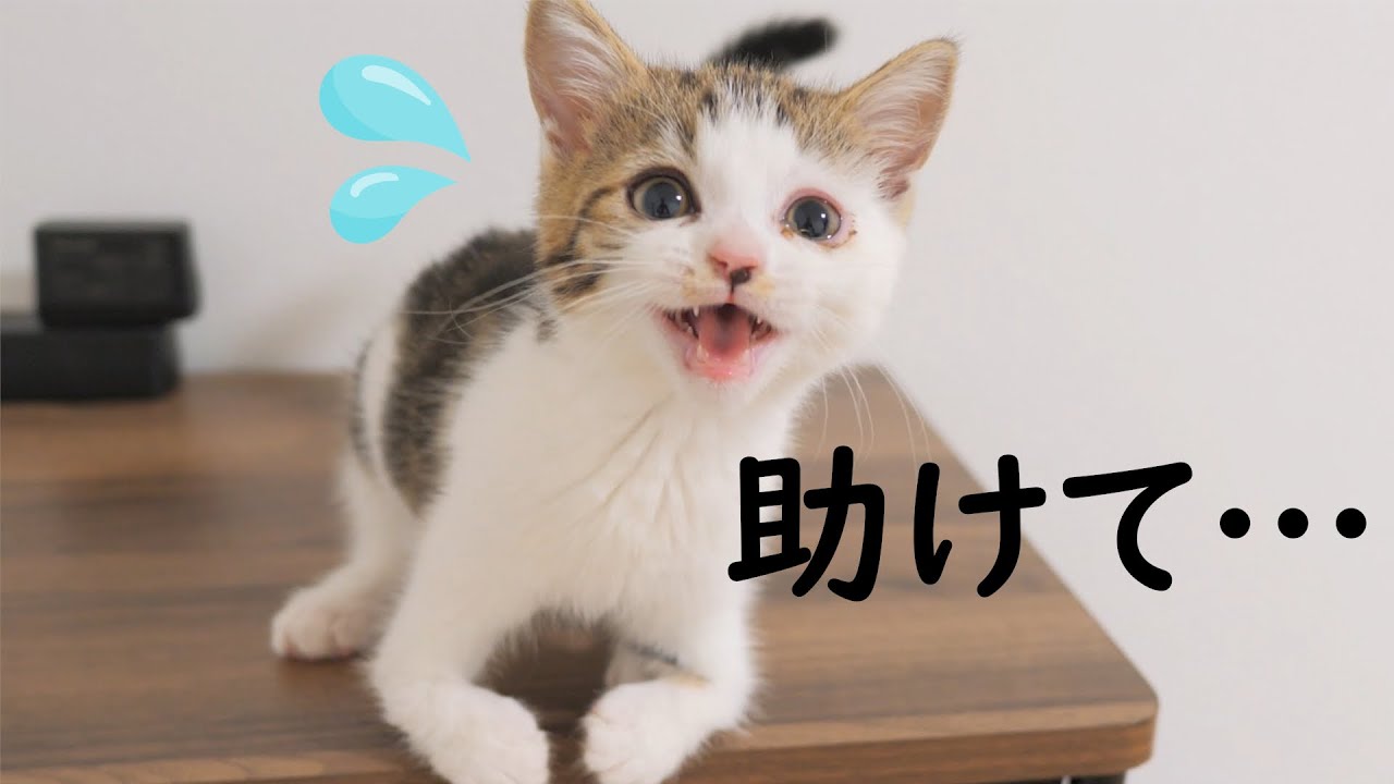 足が不自由な子猫にキャットタワーを与えたらこうなっちゃいました…