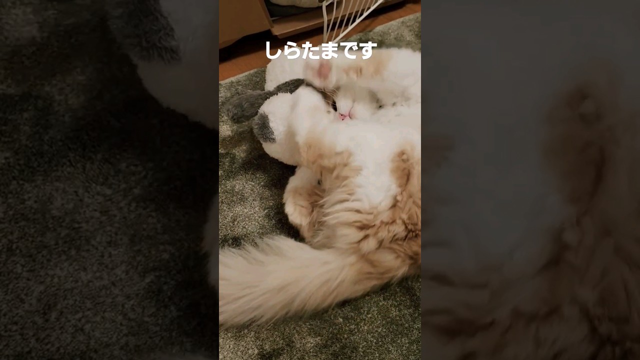改めて親友に聞きたいこと#ラガマフィン #猫動画