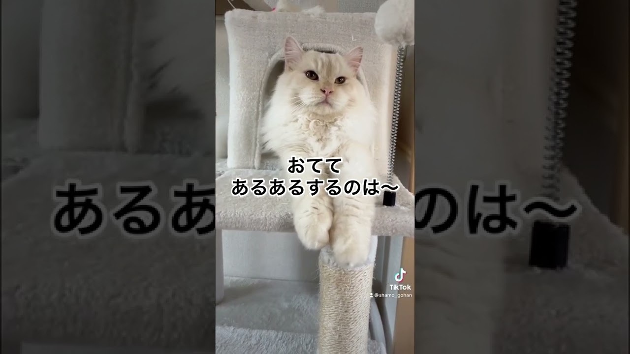 おててあるある猫【サイベリアン】#shorts #猫あるある #猫