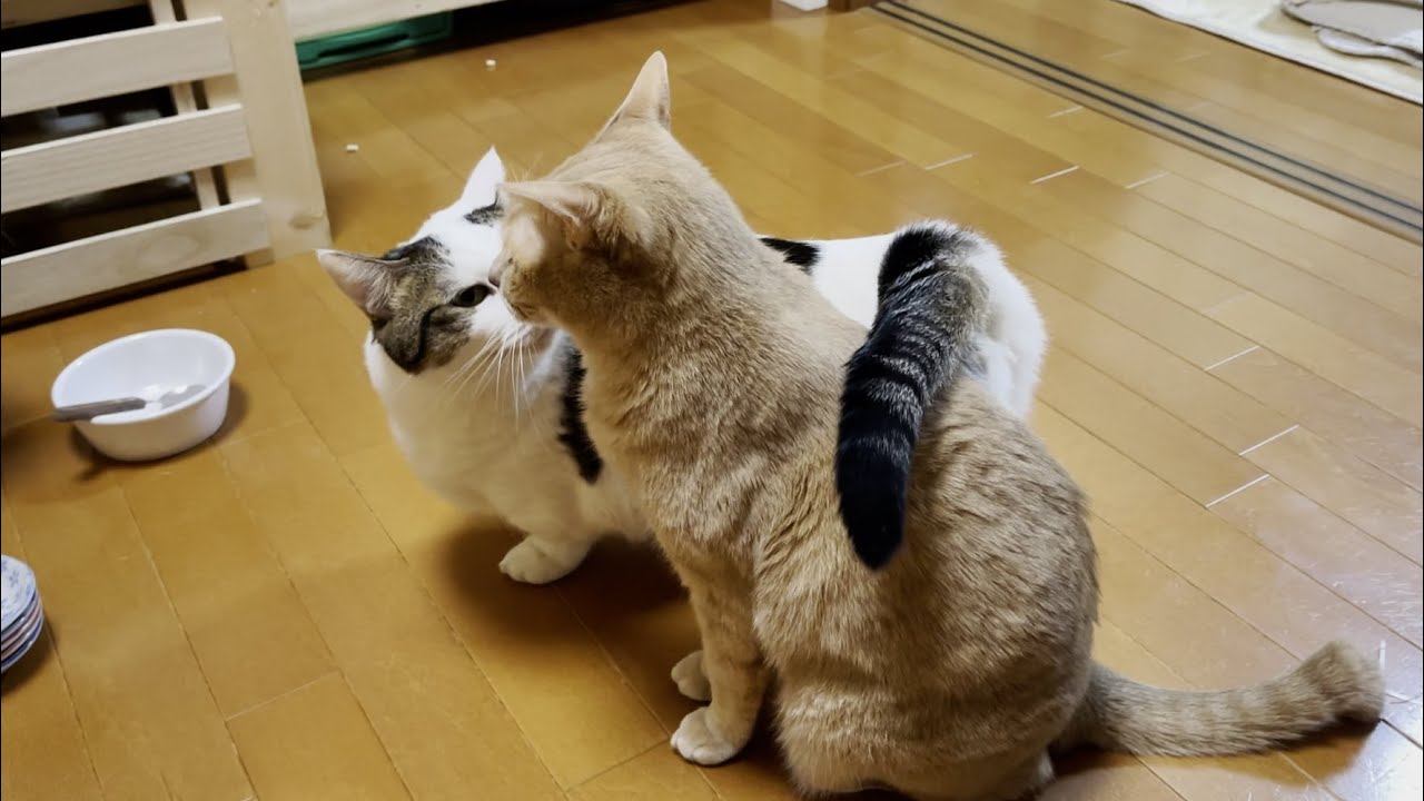 豆大福が子猫のころからずっと面倒を見ている猫