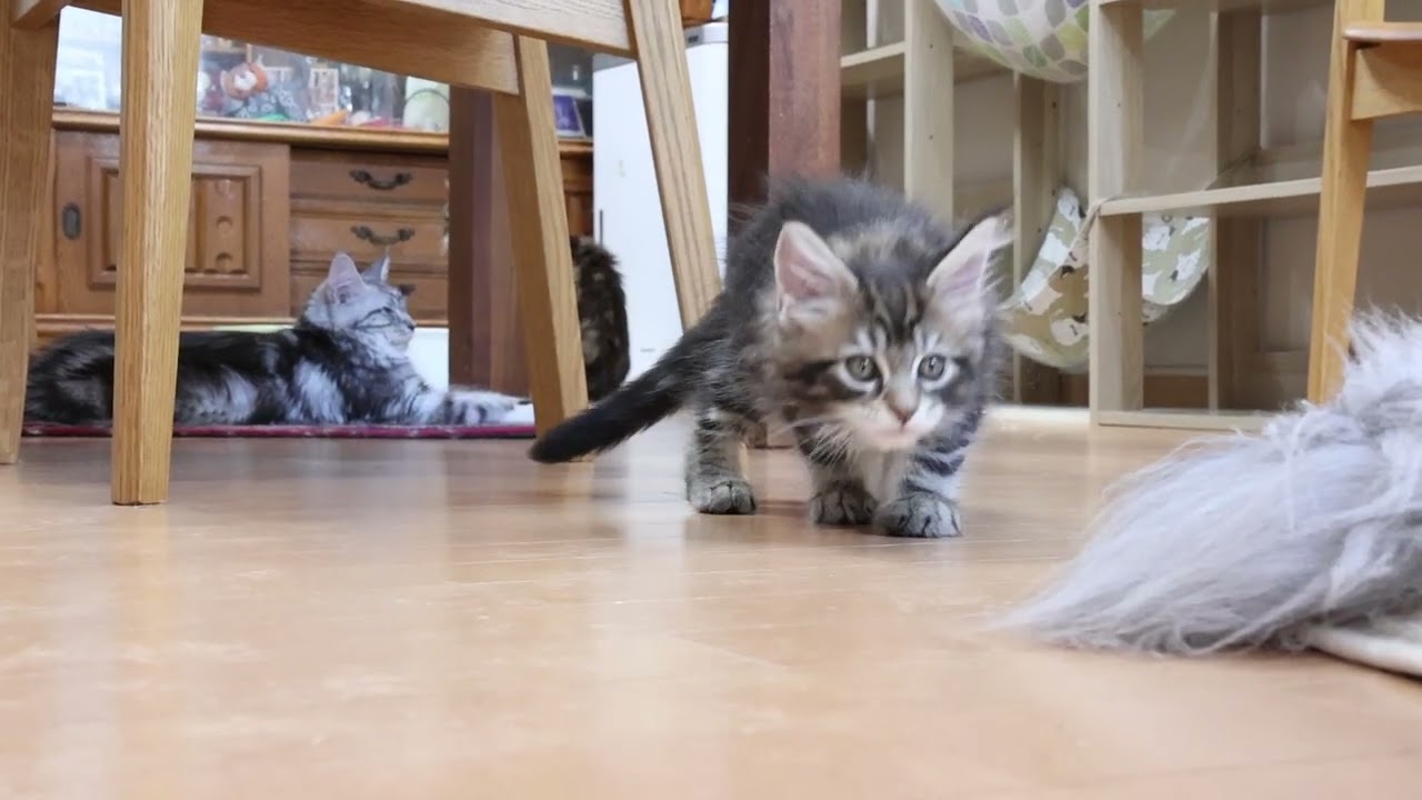 ブラウンの格好良いメインクーン子猫