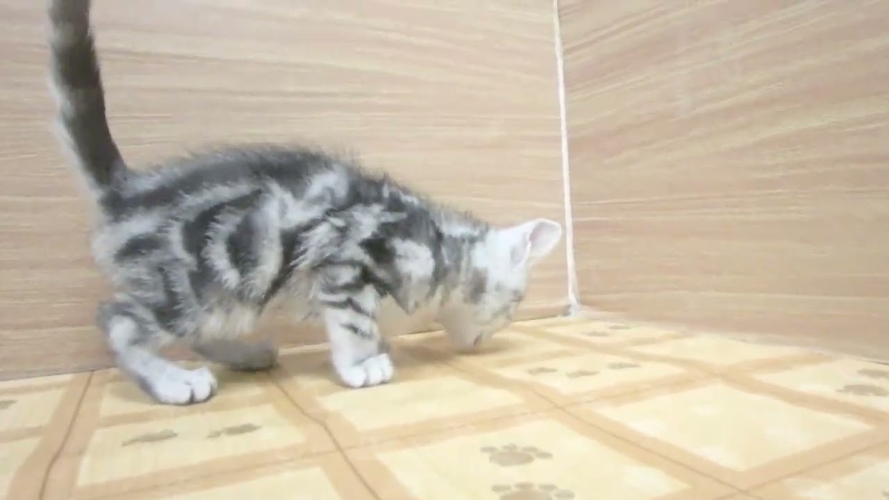 00614053 アメリカンショートヘアー