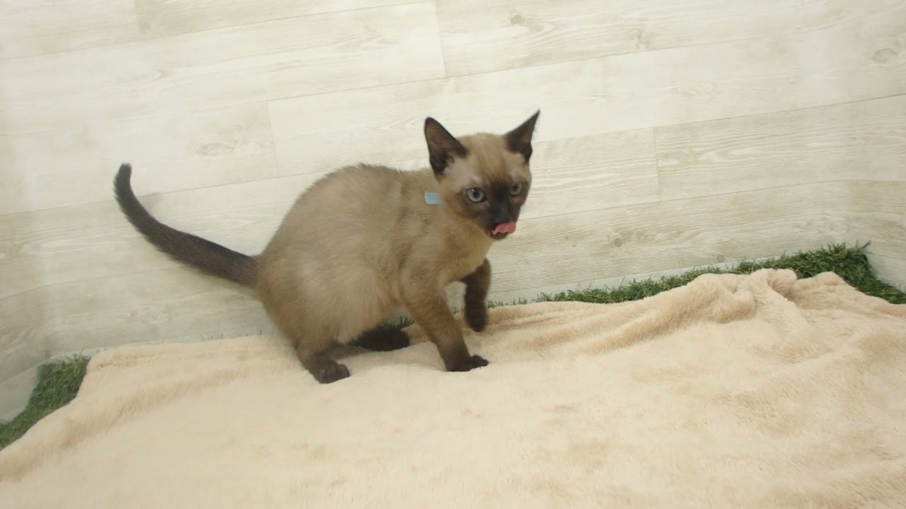 Coo&RIKU　No00564835 トンキニーズ