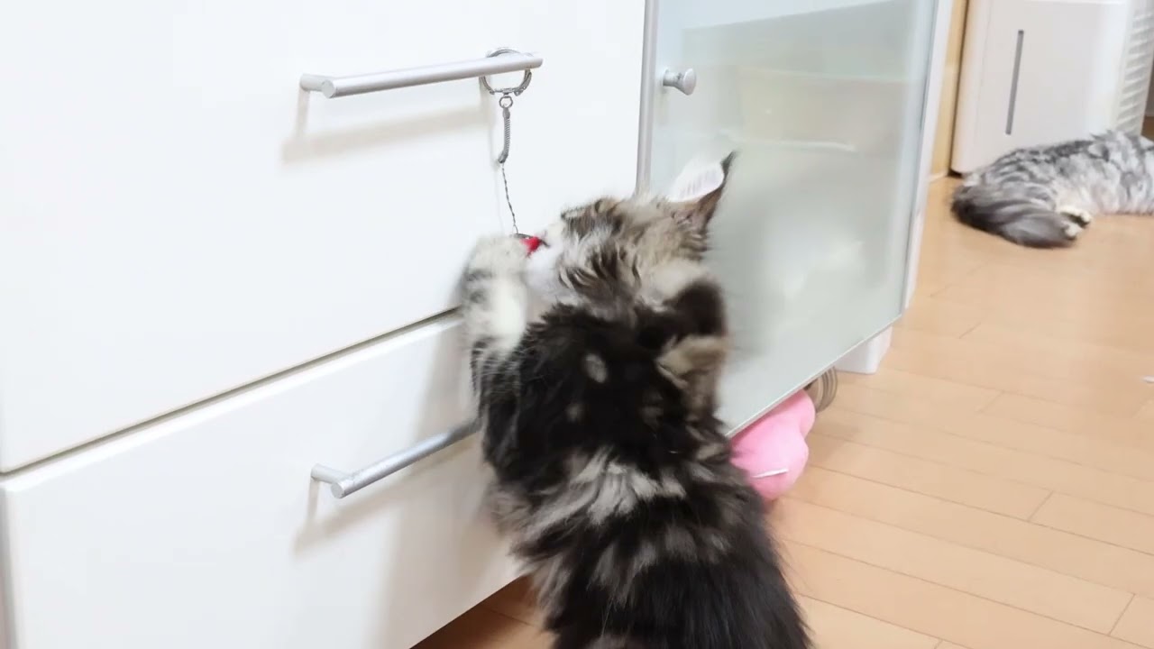 ブラウンの格好良いメインクーン子猫