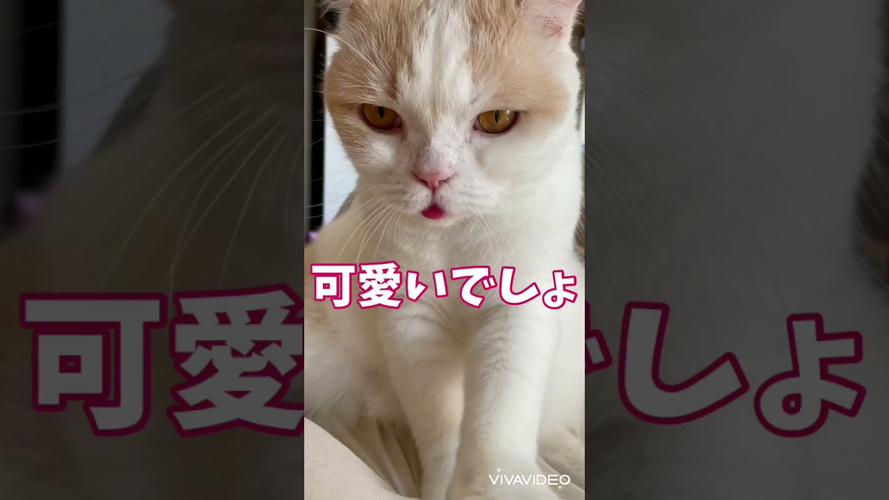 【猫】ころちゃん、舌出てますよ！笑【スコティッシュフォールド】 #shorts　[Cat] Koro-chan, your tongue is sticking out! Lol