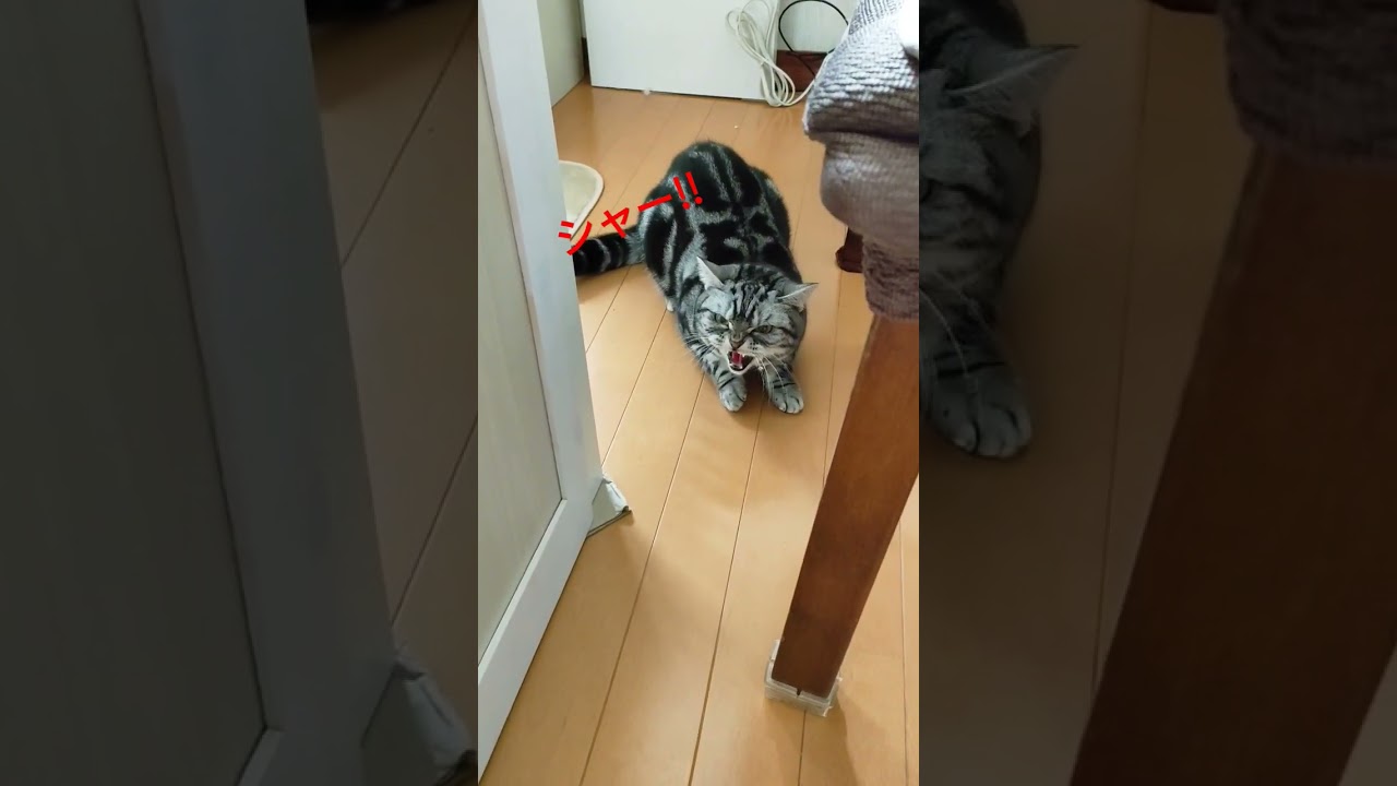 【威嚇する猫】親戚の子猫に威嚇するアメショ（声付き）#cat#shorts #アメリカンショートヘア