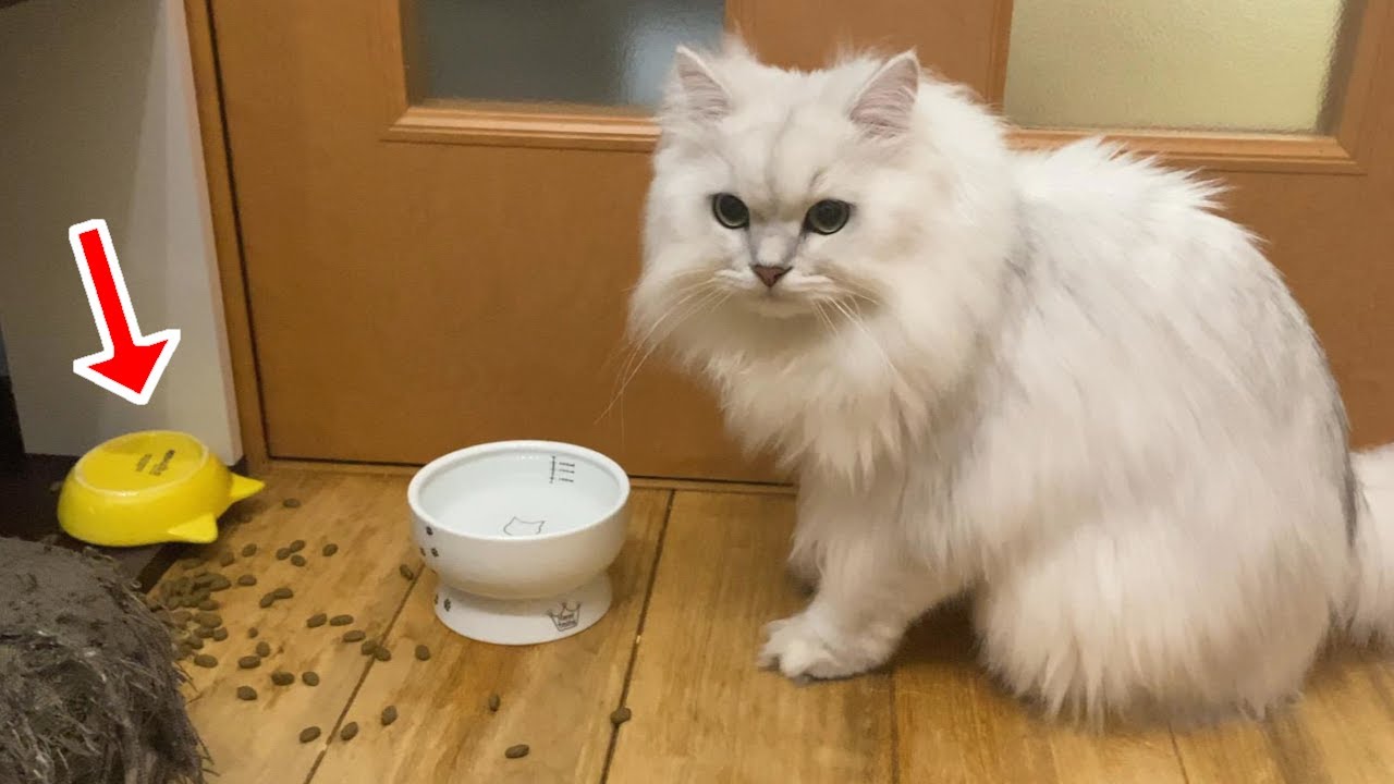 一人(匹)オリンピックが行われました..【ペルシャ猫】