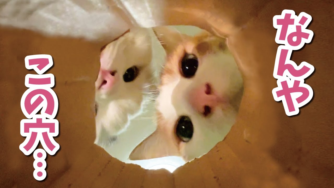 猫をこの角度から撮ると癒しすぎて鼻血が止まらない件【関西弁でしゃべる猫】