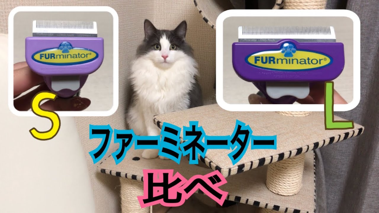 ファーミネーター徹底比較！！大型猫 長毛種！【ノルウェージャンフォレストキャット】Norwegian Forest Cat