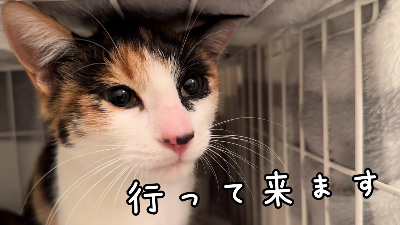 産まれてから半年間 倉庫下で過ごした子猫が新たな一歩を踏み出します。【保護猫】