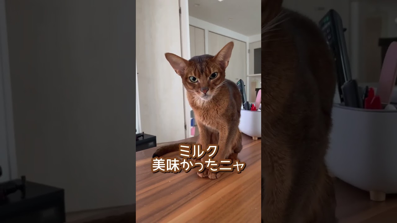顎にミルクを付けたアビシニアンの毛づくろい　#shorts