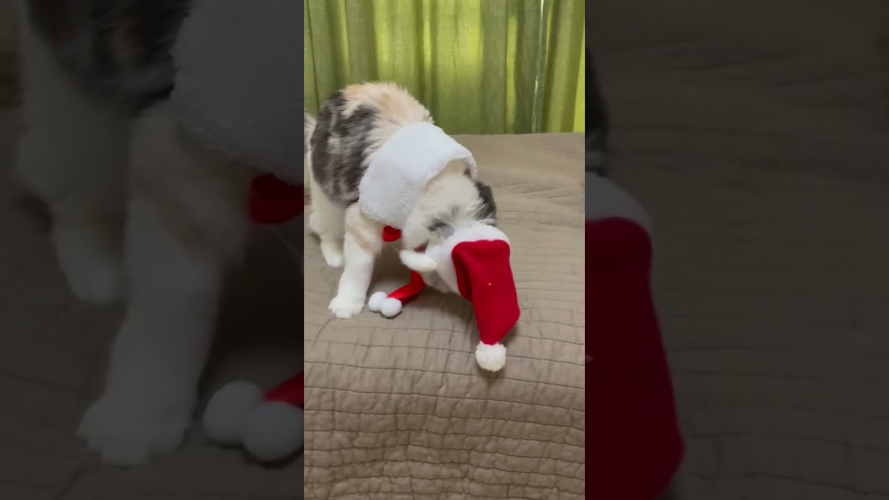 サンタがプレゼントを貰いに来たw #アメリカンカール #猫