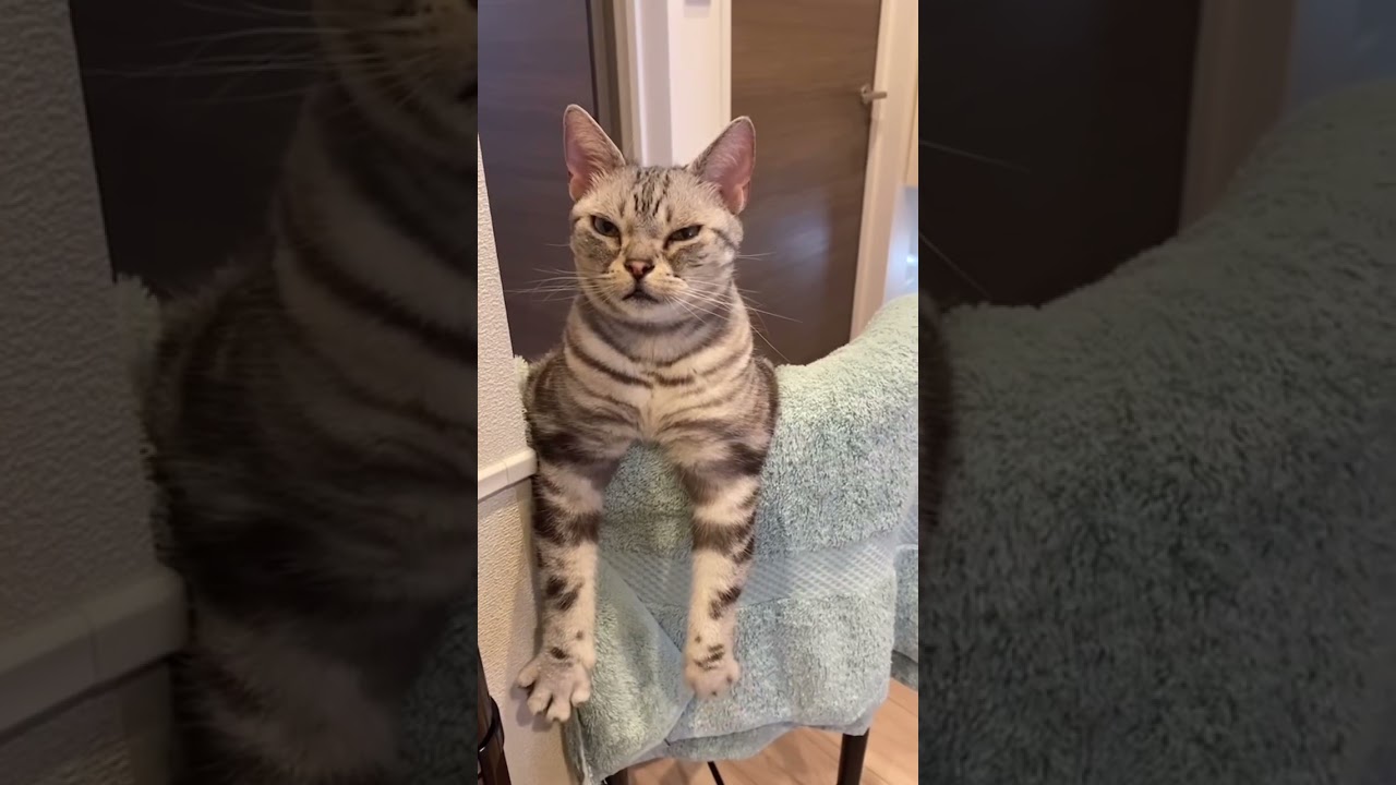 良いお年をお迎えください🎍☺️#shorts #猫 #アメリカンショートヘア  #かわいい #大晦日 #もみもみ #もみもみ猫 #cat  #cats #貓 #고양이 #बिल्ली