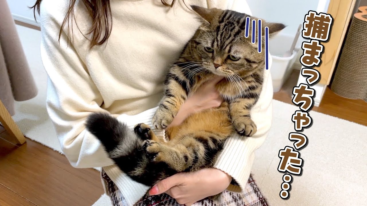 抱っこしたくて追いかける姉から逃げ回る猫w