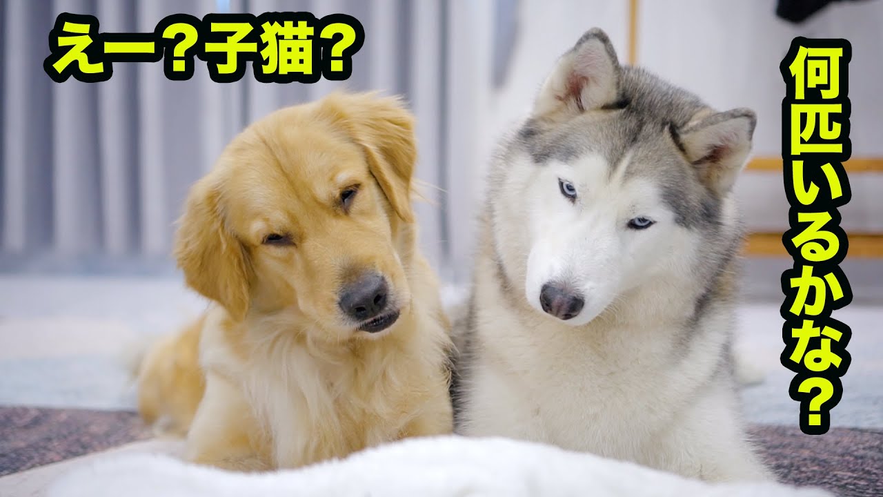 新入り子猫を待ってきたように演出したら、ハスキーとゴールデンレトリバーのリアションはこちらです。