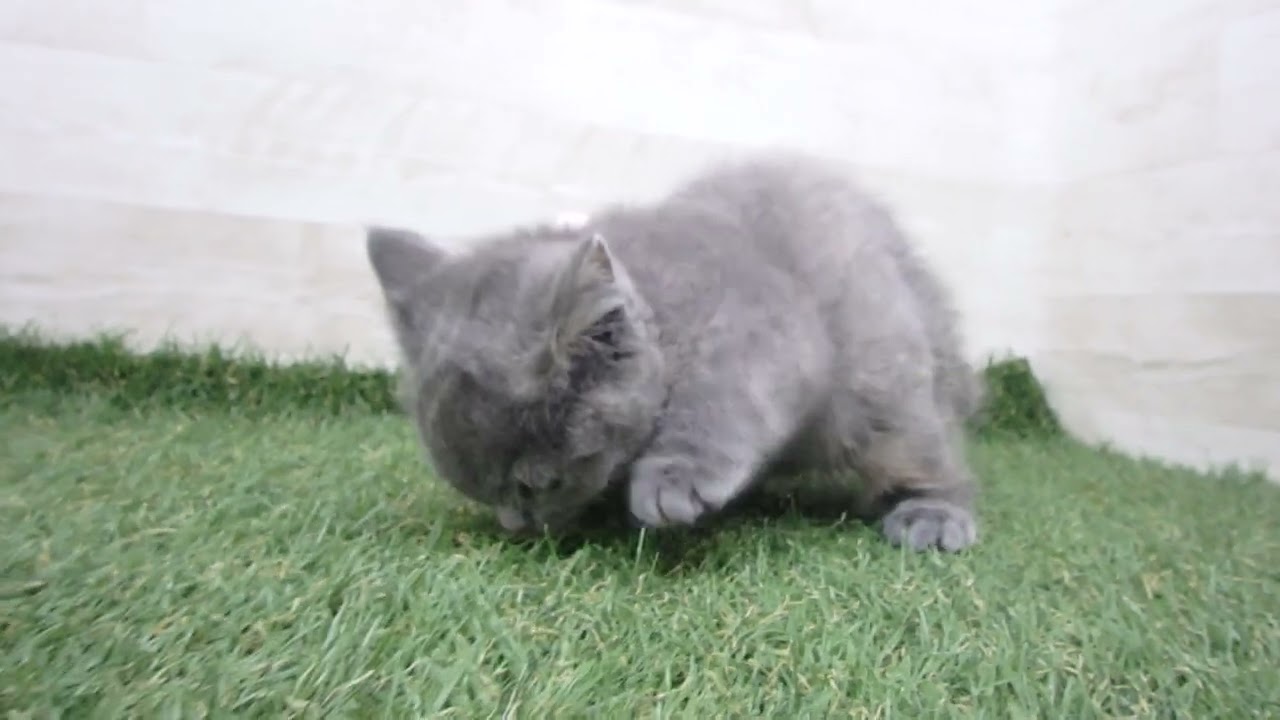 00610570 ブリティッシュショートヘアー