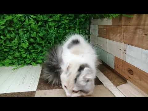 Coo&RIKU　No606085 アメリカンカール