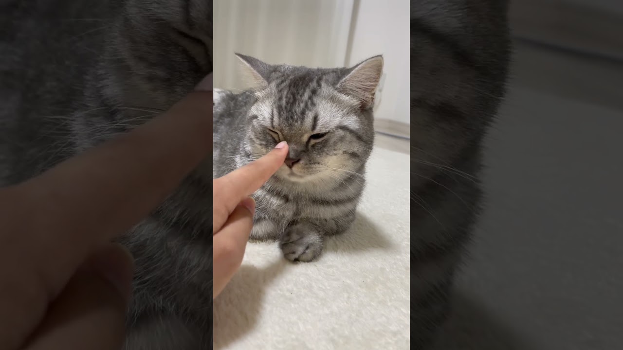 猫が全然相手にしてくれません😭 #shorts #猫 #マンチカン #cat #kitty #bts #dynamite
