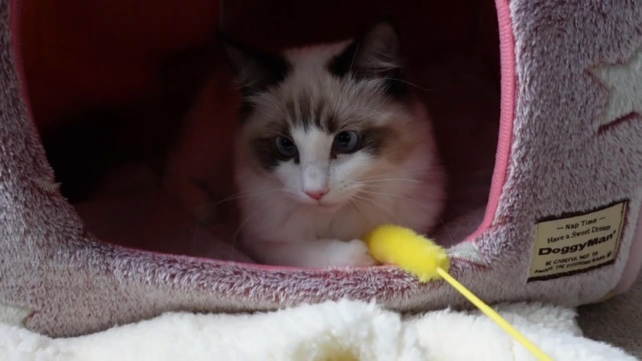 【ラグドール】猫じゃらしが大好きです
