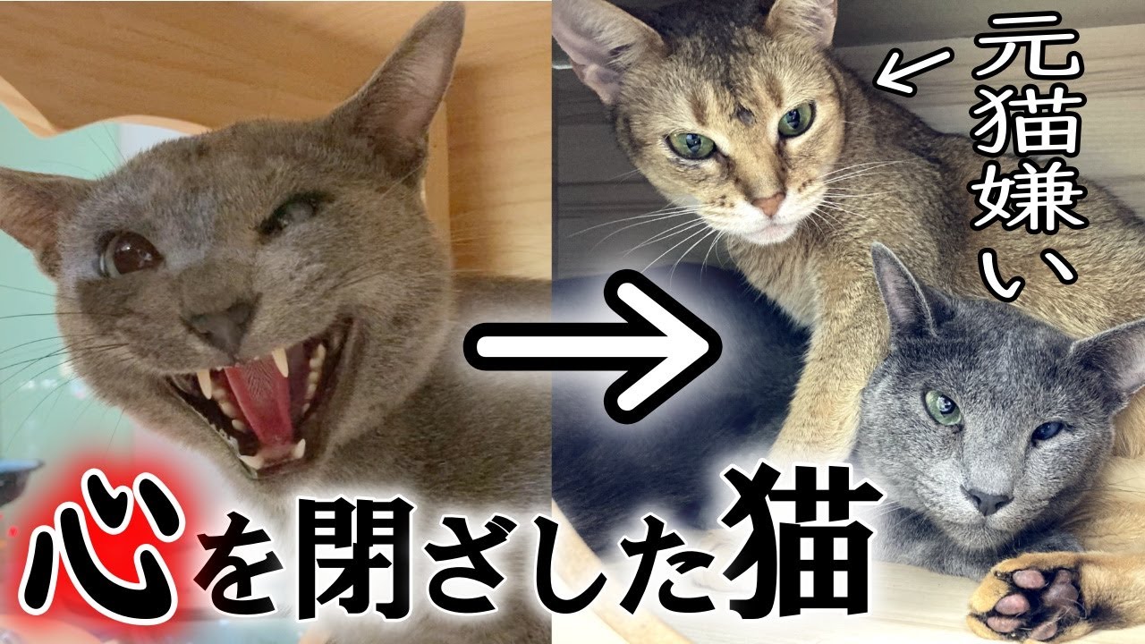 心を閉ざした元繁殖猫が他の猫に人間の優しさを教えてもらう様子【人馴れ訓練】