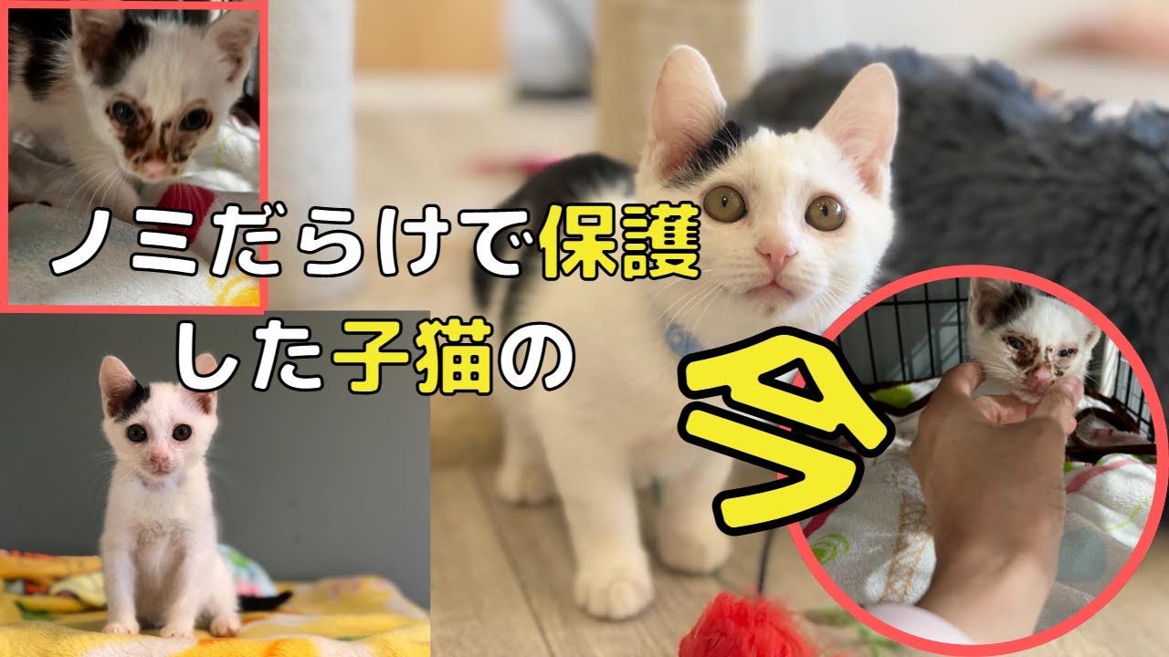 ノミだらけで保護した子猫は今
