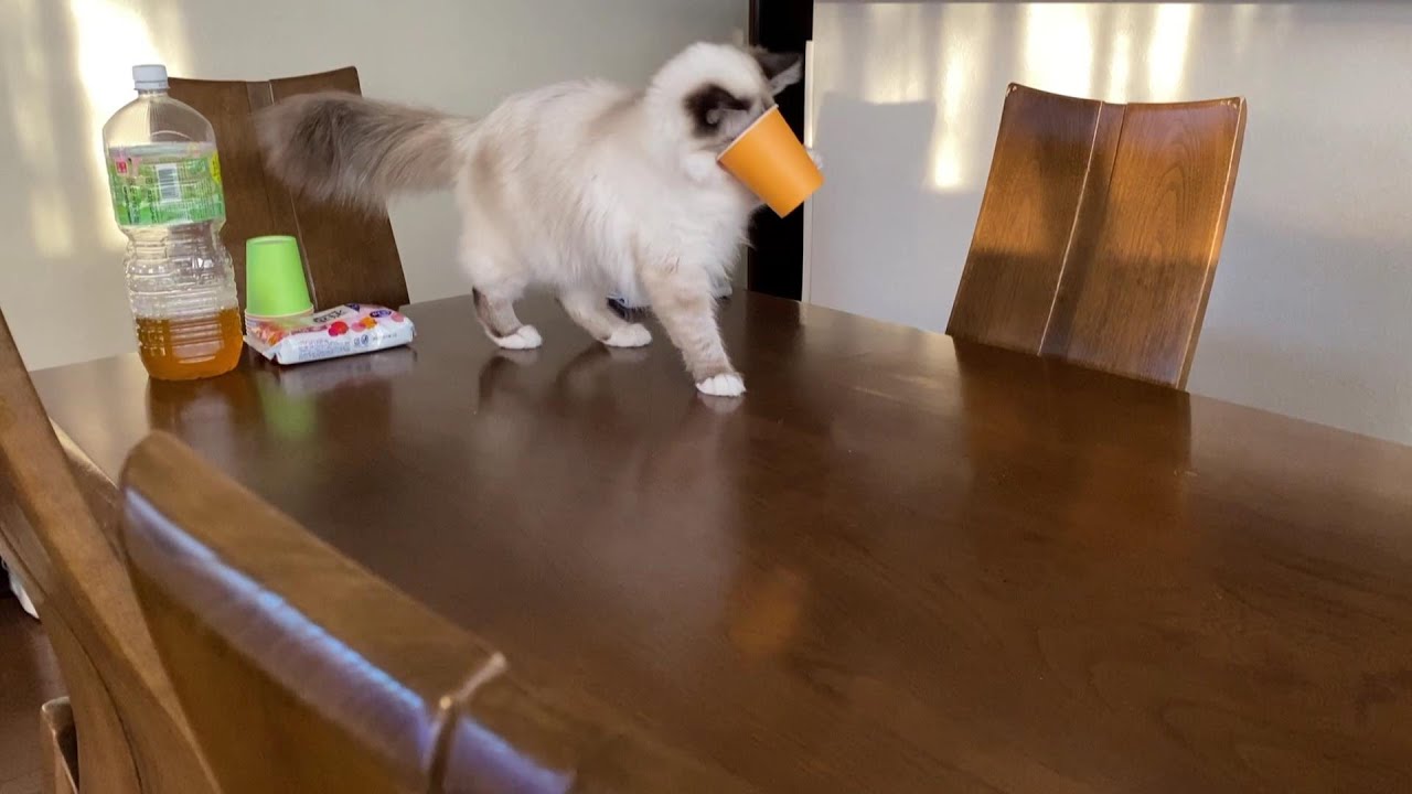 バーマン子猫　おてんば娘♡ひとちゃん♡