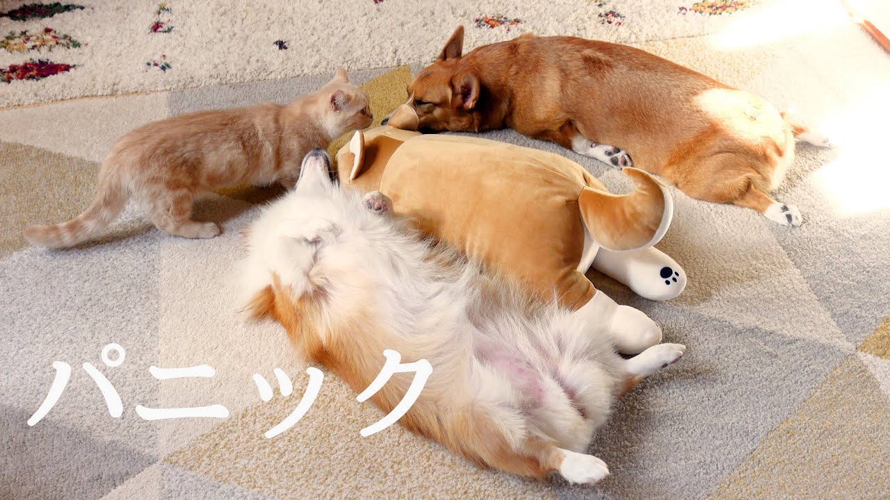 パニックになるコーギーとマンチカン