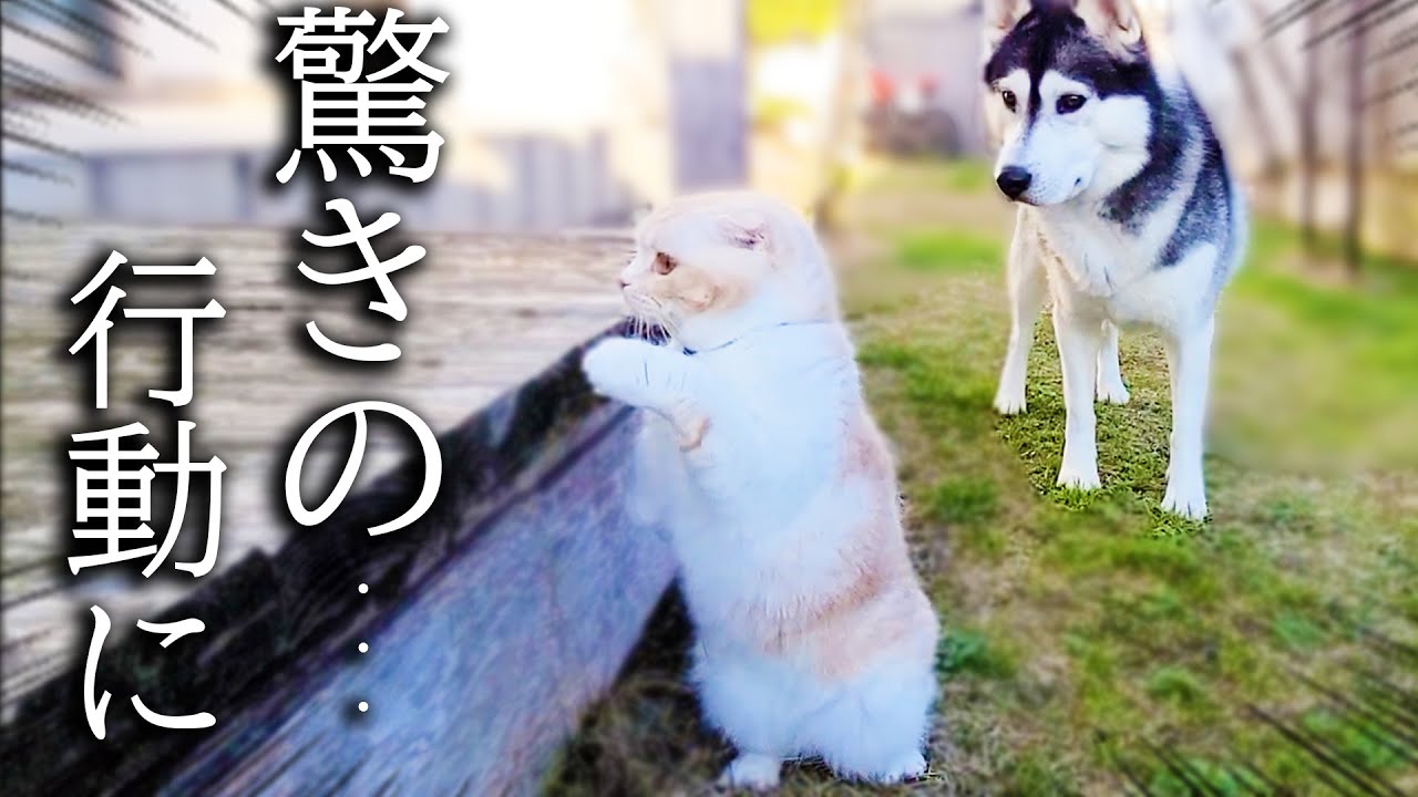 暖かいので子猫と犬達で庭をお散歩したらこうなっちゃいました...