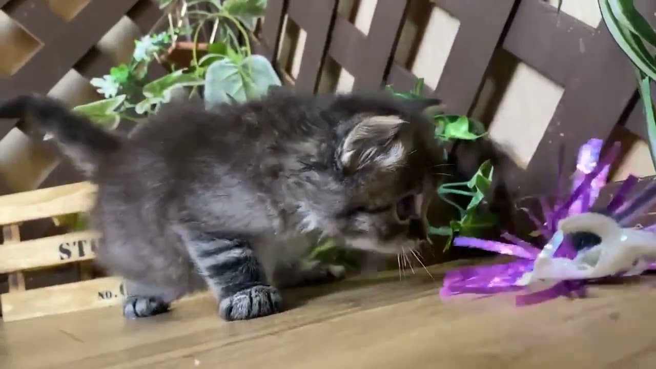 マンチカン 【ブラウンタビー】ダブルチャンピオンベビー♪長足ロングの男の子！