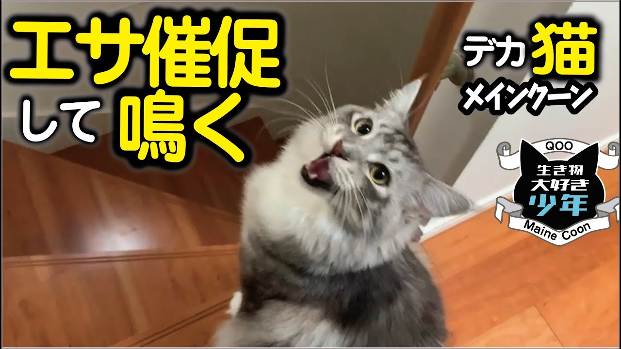 【メインクーン】大型猫の可愛い鳴き声〜エサちょうだい〜