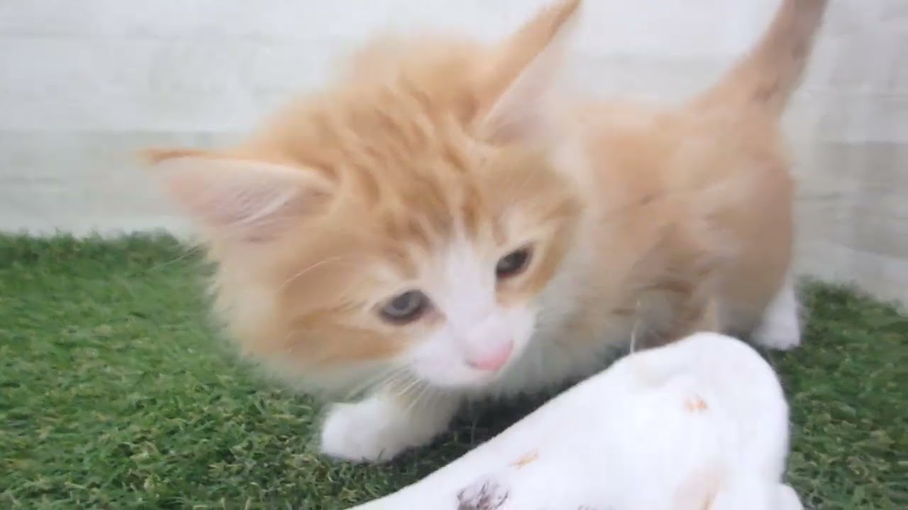 Coo&RIKU　No00615051 ノルウェージャン・フォレストキャット