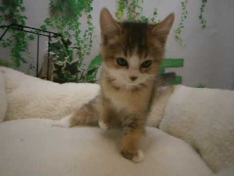 614948 アメリカンカール