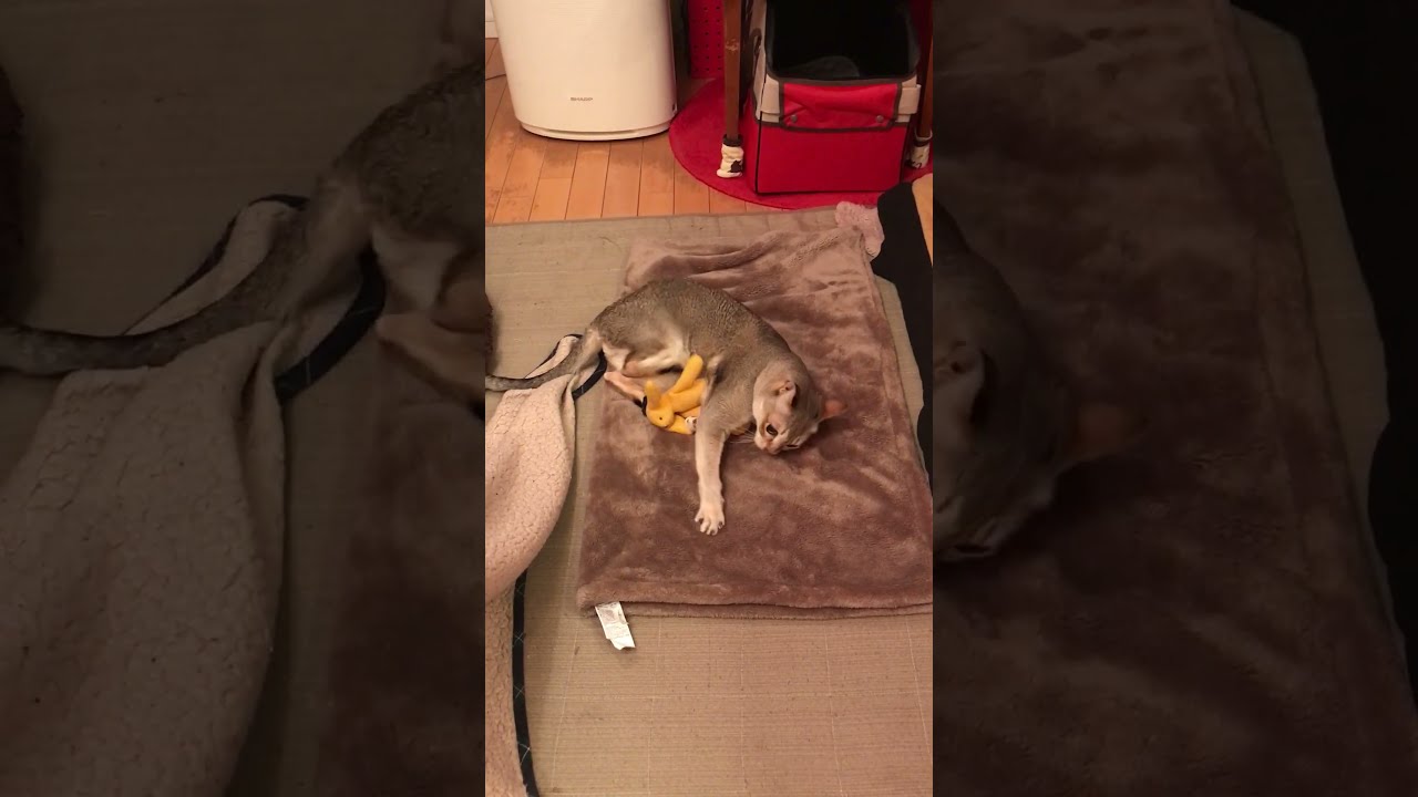 ウサギさんのぬいぐるみと楽しく遊ぶシンガプーラなのにゃ♪