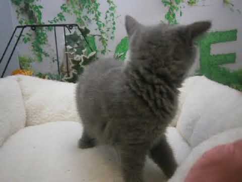 614955 ブリティッシュショートヘアー