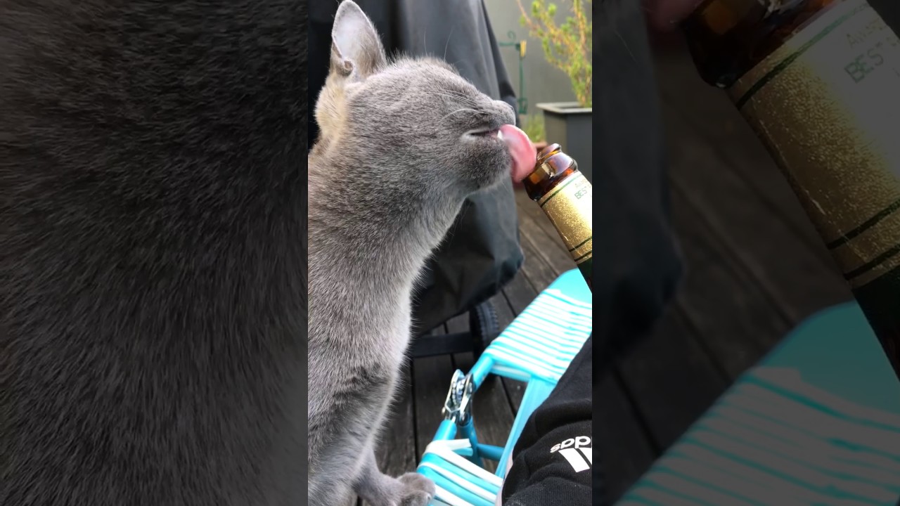 Ava the Korat cat - beer o'clock