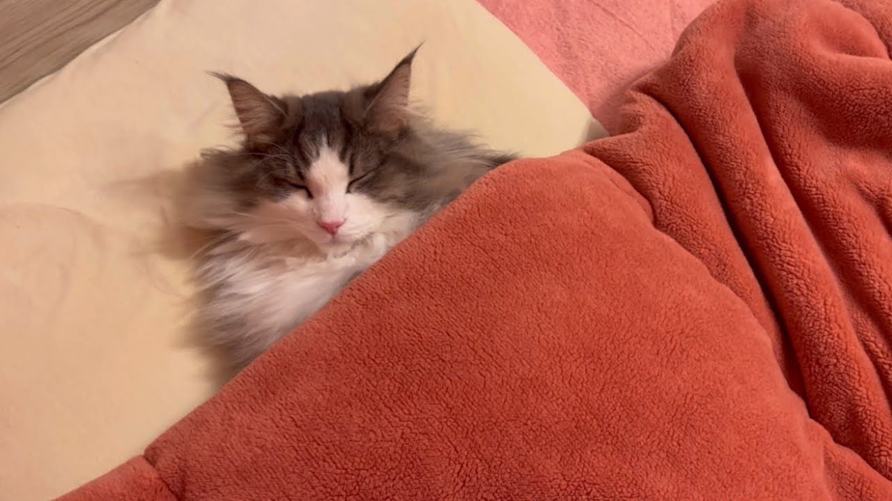 【おやすみにゃん♪】枕で寝るのが大好き❤︎ノルウェージャンフォレストキャットがかわいすぎ