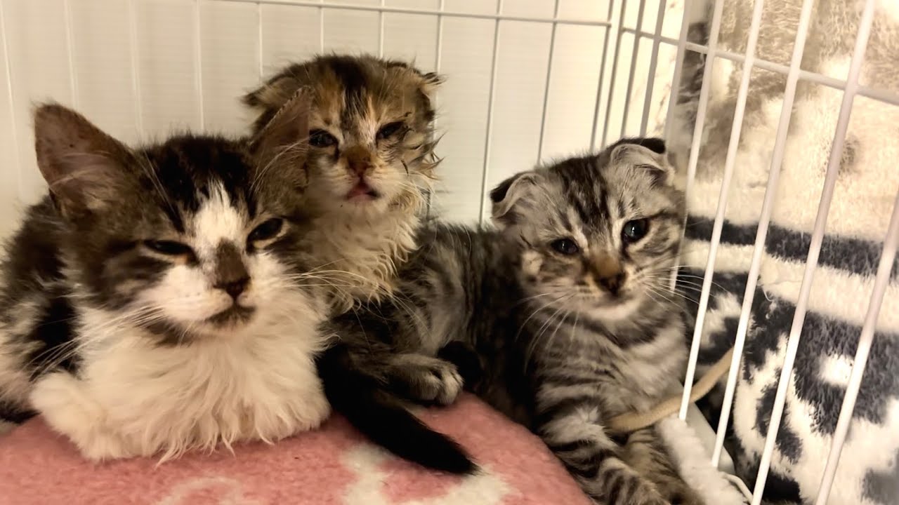 100頭以上の多頭飼育崩壊から保護されたスコティッシュフォールドの子猫達  #1