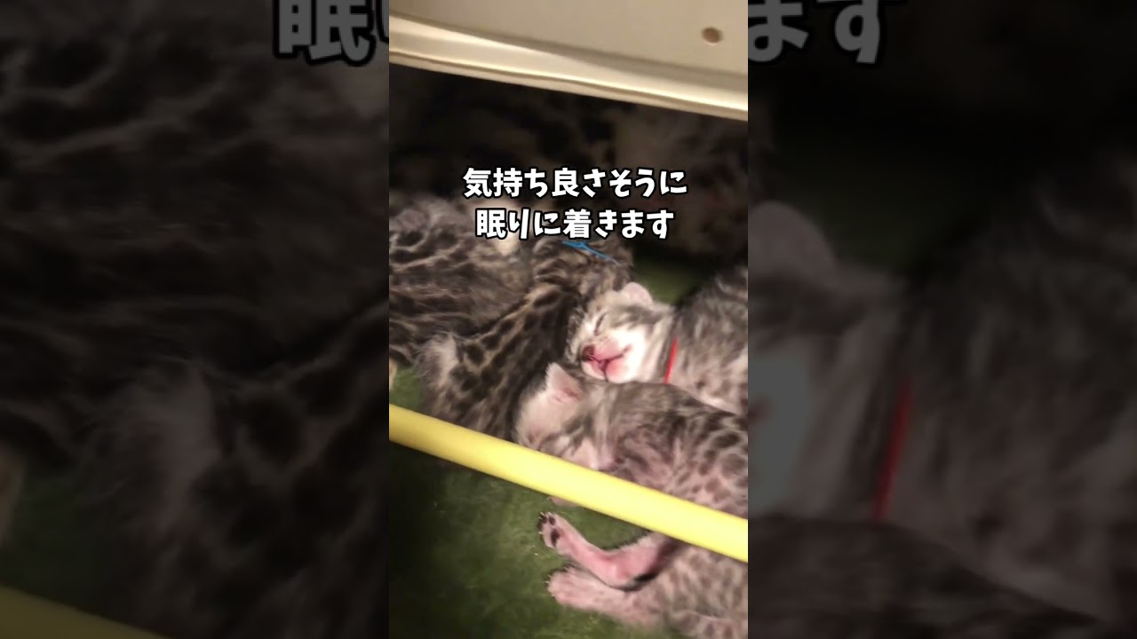 子猫が寝るとこっそり遊びに行く母猫