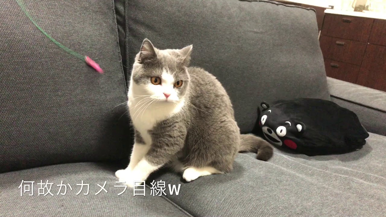 2018/05/05　セルカークレックスの梅子vol.308