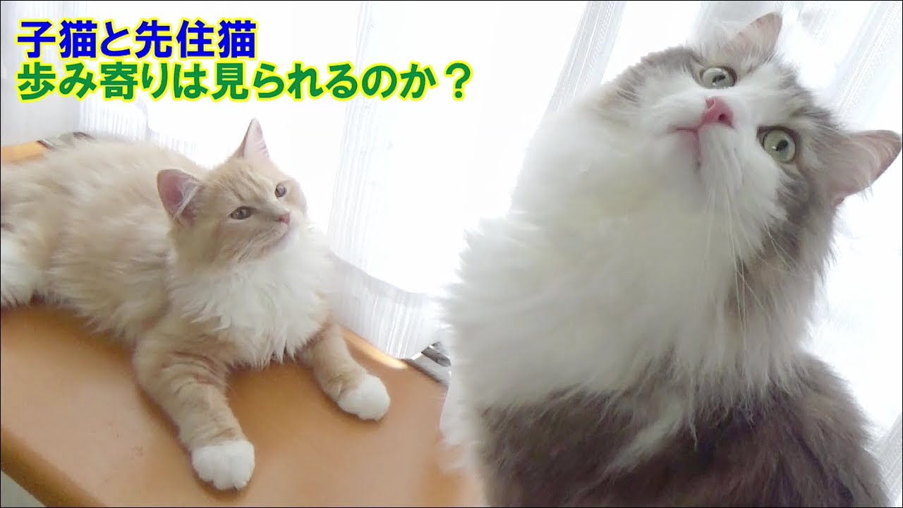 子猫のラガマフィンと先住猫ノルウェージャン - 歩み寄りは見られたのでしょうか