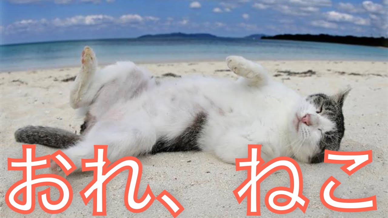 沖縄の猫　✕【おれ、ねこ】