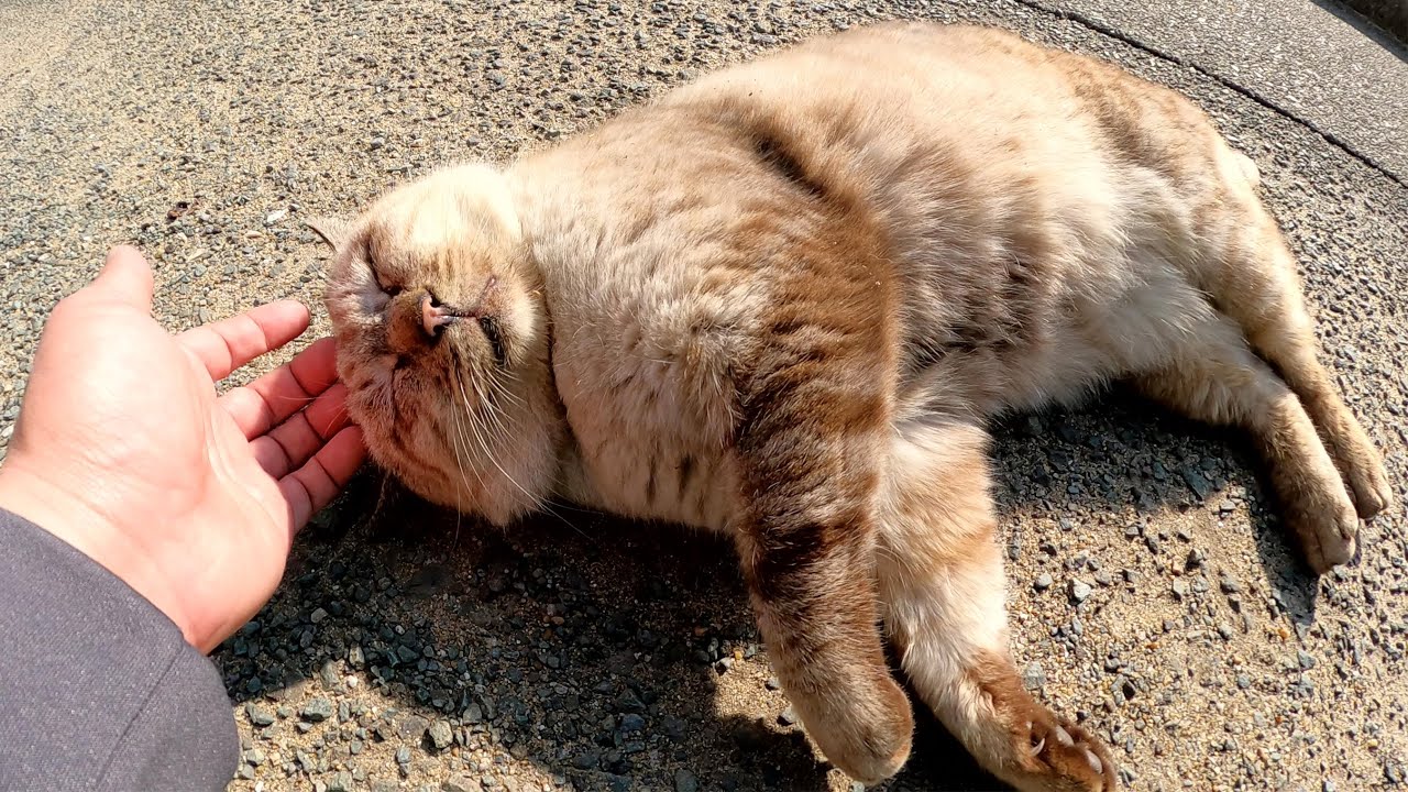 目が細いシャム猫おじいちゃんが立派なお腹を放り出して寝転がる