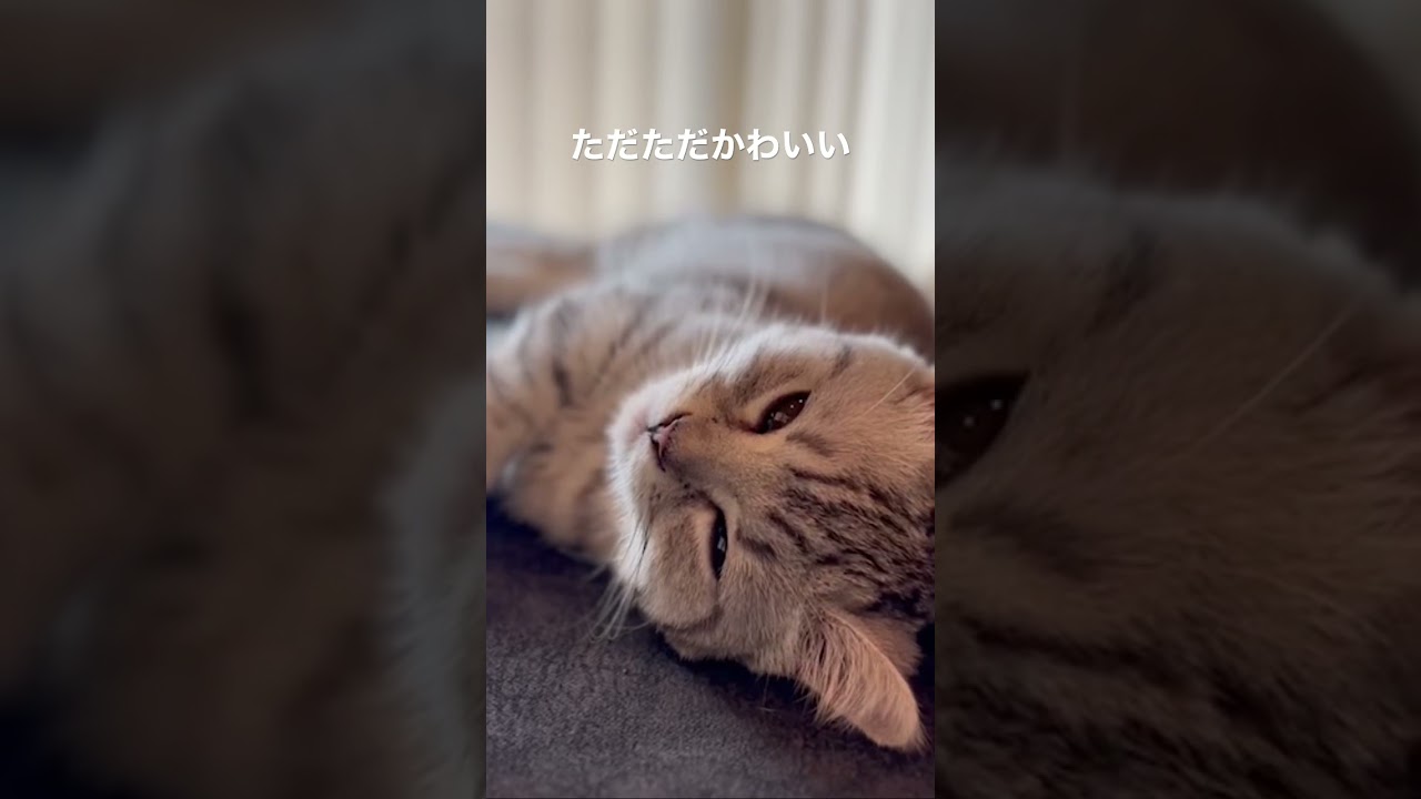 ただただ可愛い。。 #cat #cats #ミヌエット #ミヌエット子猫 #ミヌエット短足 #猫 #マンチカン #子猫