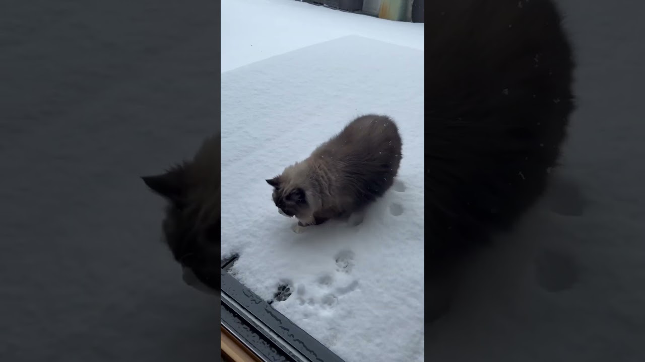 ウチの猫。（ラグドール）