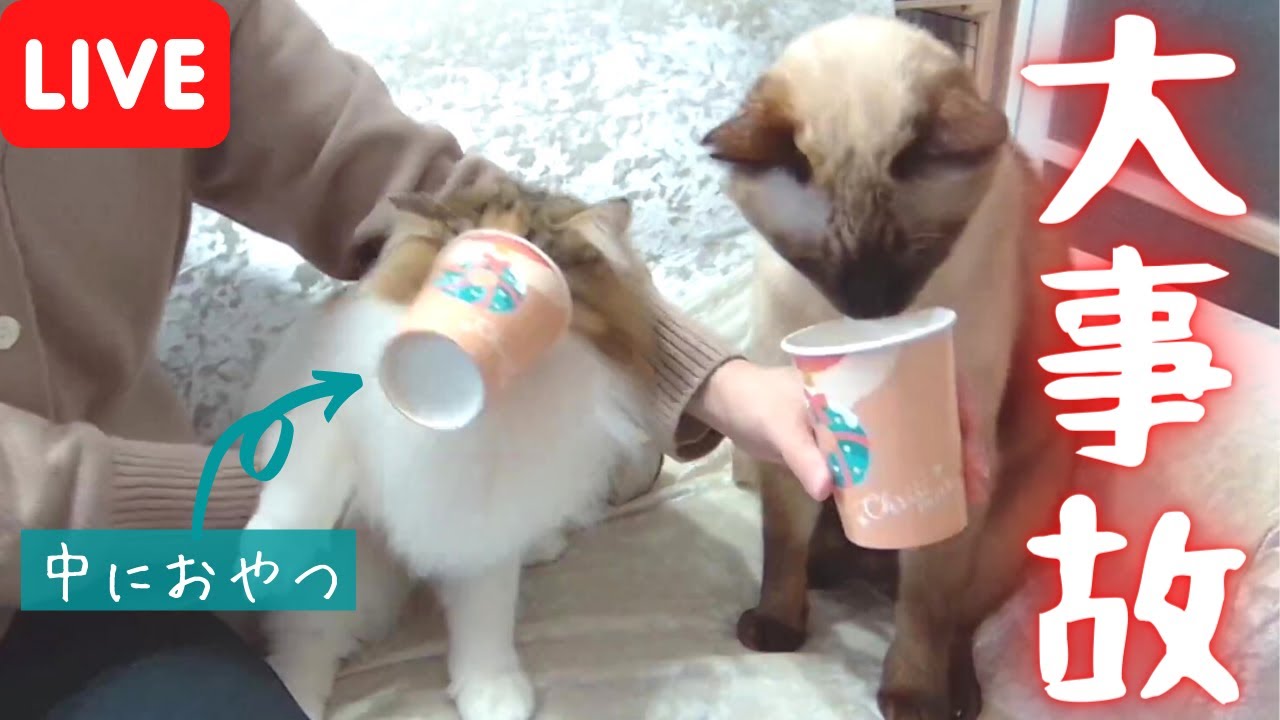 保護猫＆美人猫に、紙コップの中のおやつを取るチャレンジをしてもらいました…【シャム猫/シャムミックス・ノルウェージャンフォレストキャット】
